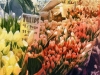 tulips_for_sale
