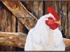 iaintnospringchicken